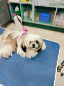 Shih Tzu