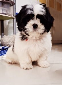 Shih Tzu