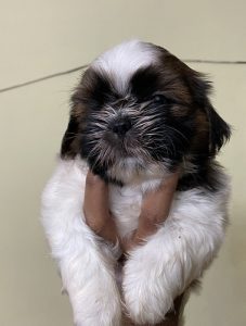 Shih tzu