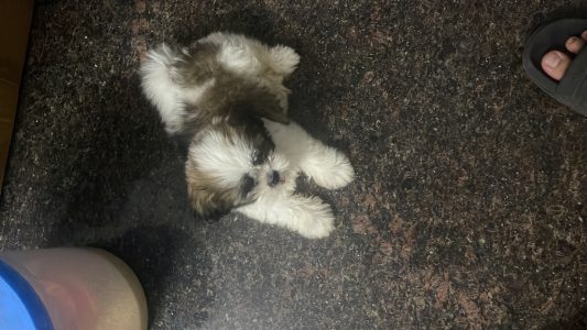 shih tzu