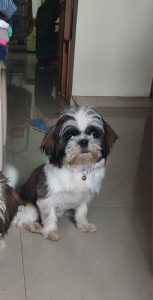 Shih Tzu