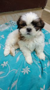 Shih tzu