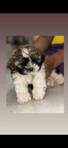 Shih tzu