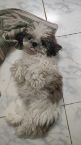 Shih tzu