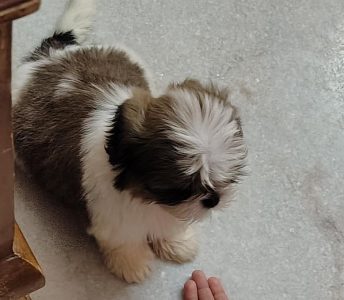Shih Tzu