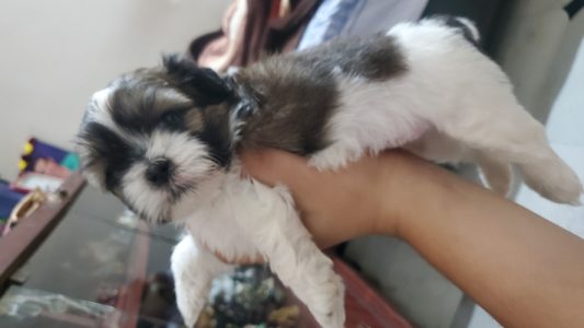 Shih tzu