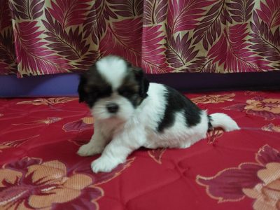 Shih tzu