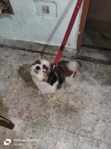 Shih Tzu