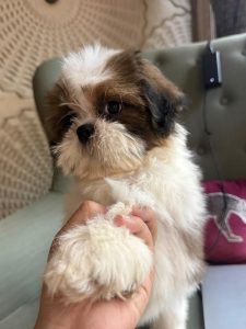shih tzu on sale