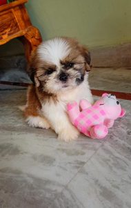 Shih tzu