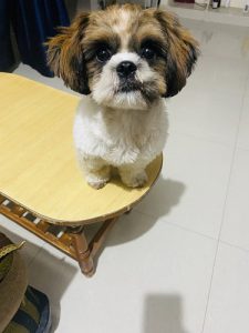Shih tzu