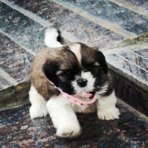 Shih Tzu