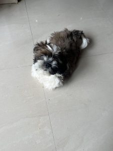 Shih Tzu