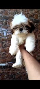 shih tzu