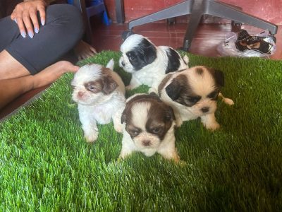 Shih tzu for sale