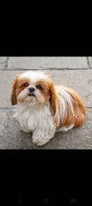 Shih Tzu