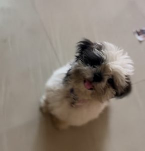 Shih tzu
