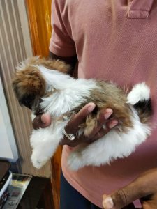Shih Tzu female puppy avaliable