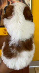 Shih tzu female ( Eesha)