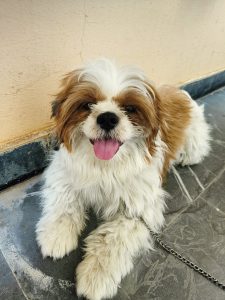 Shih Tzu (female)