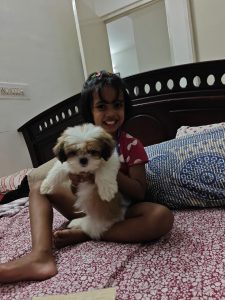 Shih- tzu Male dog for sale ( Simba)
