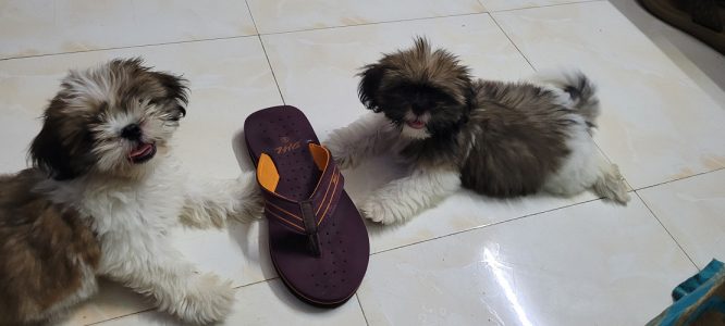 Shih tzu puppies for sales