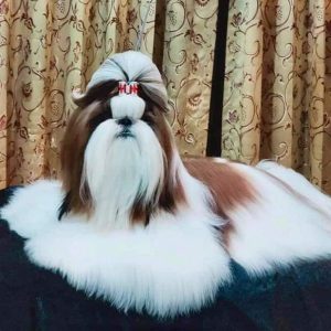 Shih Tzu puppies for sale