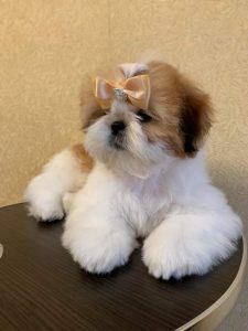 Shih Tzu puppies for sale in goa