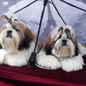 Shih Tzu puppies for sale goa