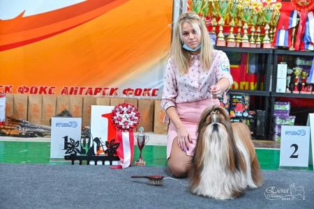 Shih Tzu puppies for sale