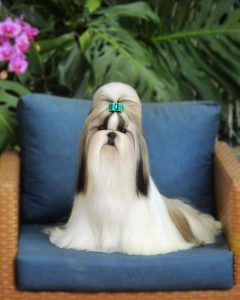 Shih Tzu puppies for sale