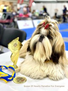 Shih Tzu puppies