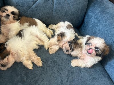 Shih tzu puppies available