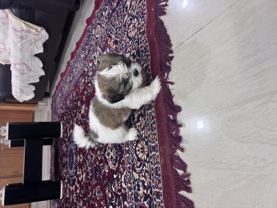 Shih tzu puppies