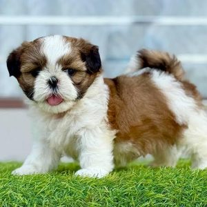 Shih Tzu Puppies for Sale – Find Your Perfect Pet