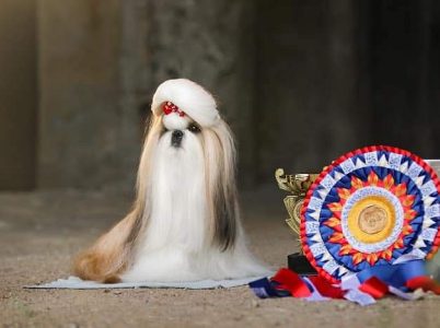 Shih Tzu puppies for sale