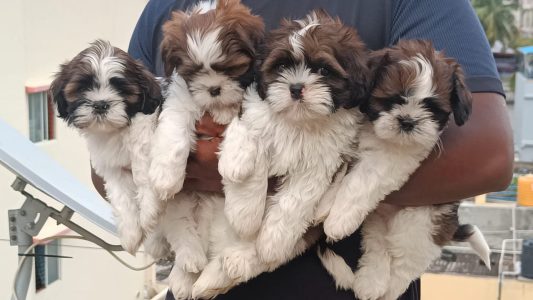 Shih Tzu puppies for sale