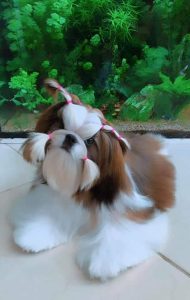Shih Tzu puppies for sale
