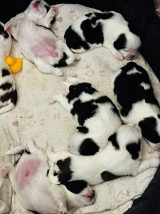 Shih tzu puppies