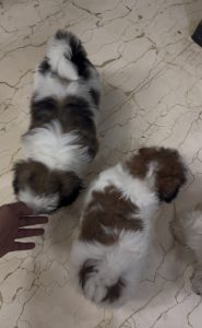 Shih Tzu Puppies for Sale Adorable Shih Tzu Puppies Seeking Loving Homes!