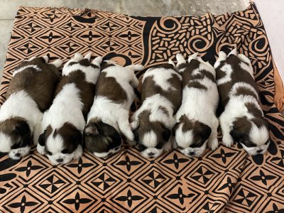 Shih Tzu puppies