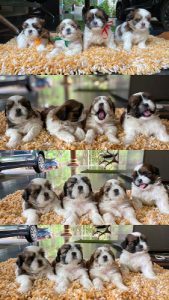 Shih Tzu Puppies