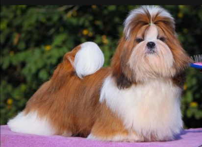 Shih Tzu puppies for sale