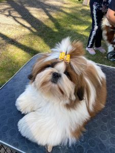 Shih Tzu puppies for sale