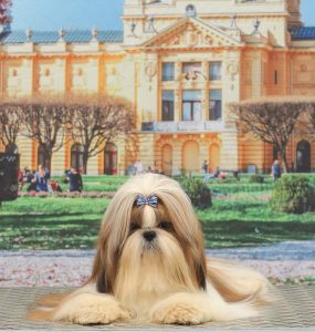 Shih Tzu puppies for sale in Bangalore