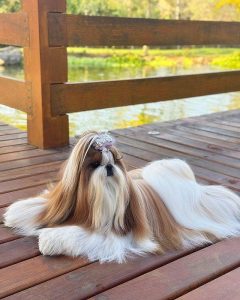 Shih Tzu puppies for sale