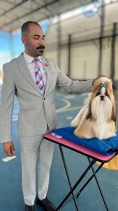 Shih Tzu puppies KCI registered