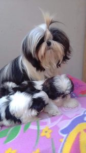Shih Tzu puppies for sale