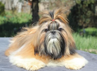 Shih Tzu puppies for sale