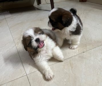 Shih Tzu Puppies for sale
